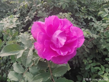 四季玫瑰/紫枝玫瑰/平陰二號